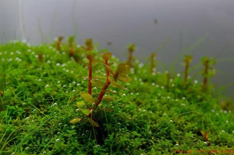 如何打造景观小缸,院子简易水景流水缸制作方法图片