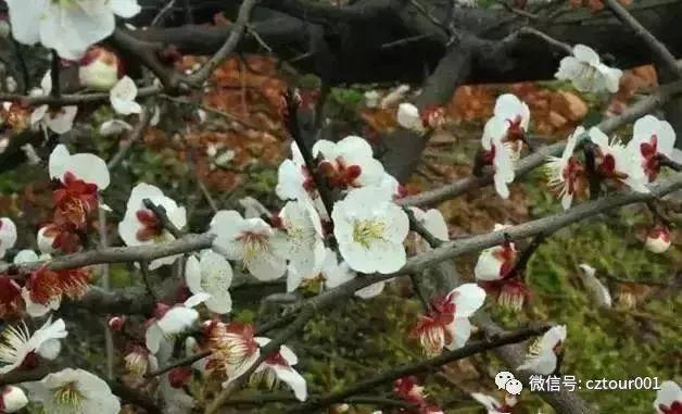 常州周末适合去哪里踏青,清明农庄亲子游攻略