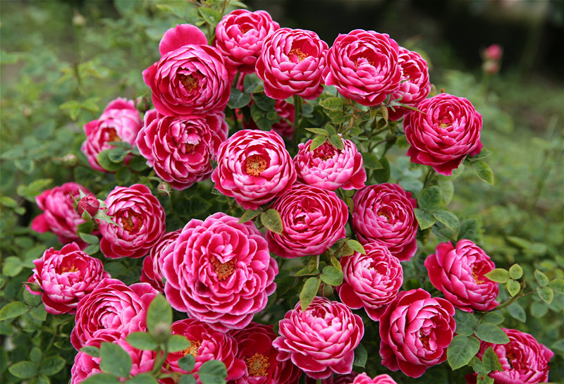 世界最美月季之一，花似牡丹芍药，开花勤，种植容易，盆栽也可以