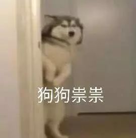 什么样才算纯种狗？纯种狗是怎么培育出来的？