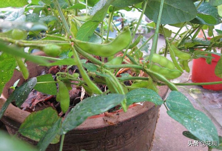 喜欢吃毛豆？自己在家种，几粒黄豆轻松种一大盆，耐看又好吃！