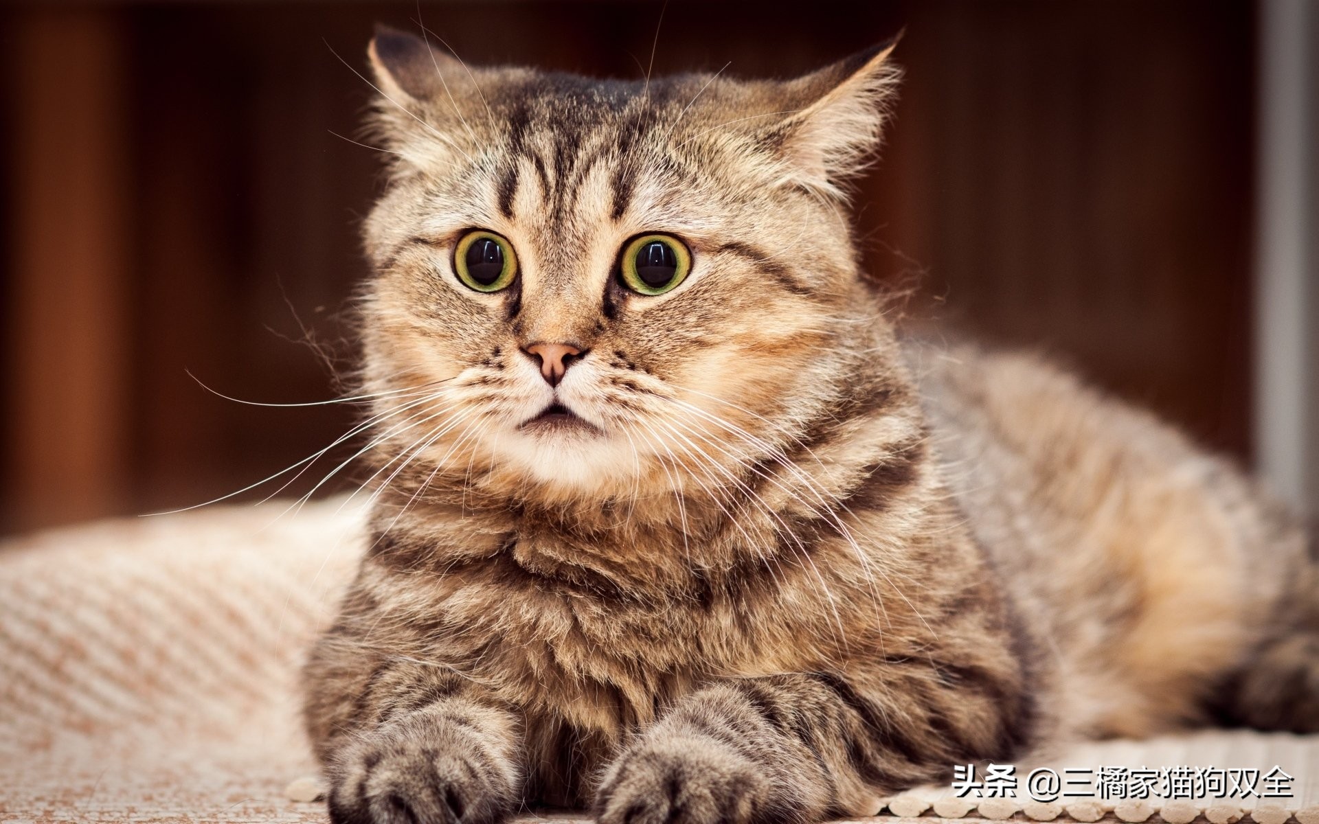 猫咪便秘是为什么,猫咪便秘以后便血怎么回事