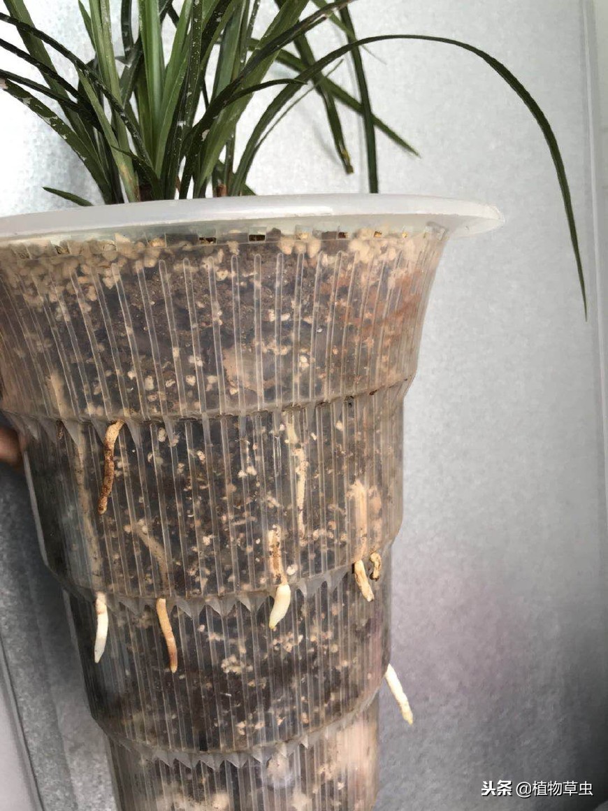 贵州兰花最好的地方在哪里,哪个地区的兰花好养