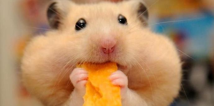 怎么在宿舍养宠物不被发现,有人在宿舍养猫怎么办