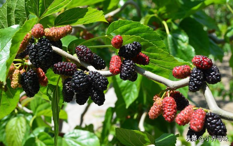 桑葚不加酒怎么酿酒,桑葚不放糖怎么泡酒最正确