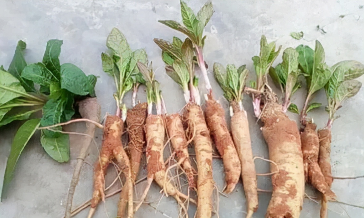 100种最毒的毒花,20种有毒的大毒花