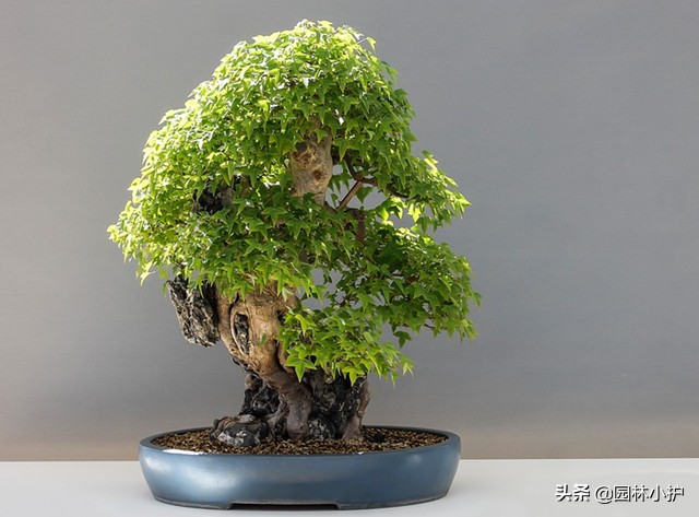 什么样的树桩适合做盆景,一般什么树桩可以做盆景