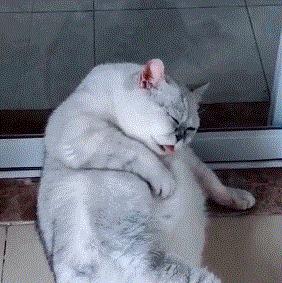 猫咪被陌生的狗舔了什么感受,被猫咪舔手指头是什么感觉