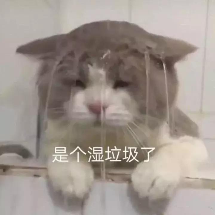 白色猫病,爱喝水的猫得了什么病