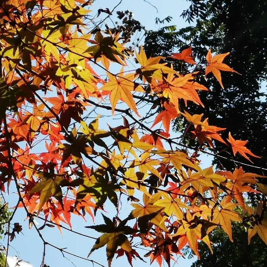 上海最美秋景,上海哪些公园可以拍秋景