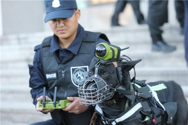 深圳警犬基地能领养警犬吗,警犬领养退役警犬价格一览表