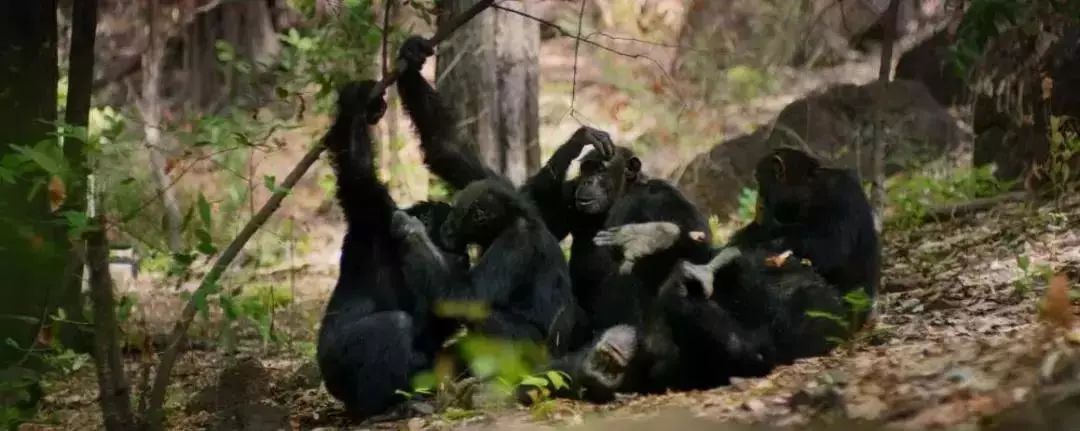 孩子暑期必看的50部神级纪录片,适合孩子和家长一起看的纪录片