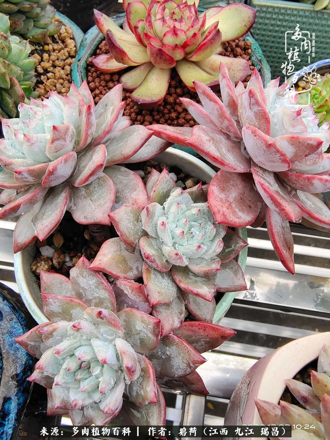 养了五年的多肉看到岁月的痕迹,经过一年春夏秋冬的轮回