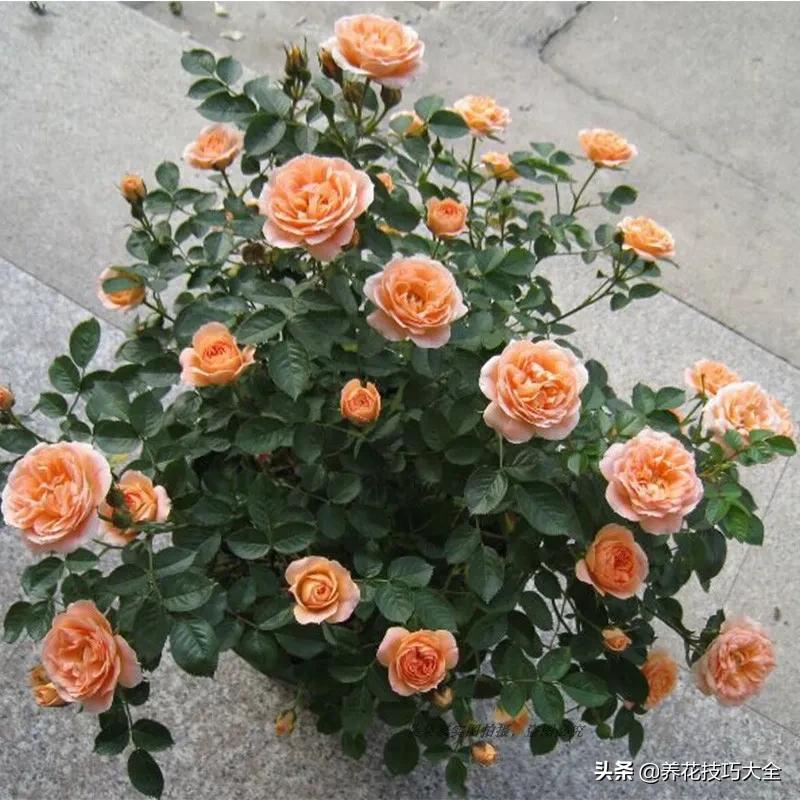 四季开花的月季又香又好养有几种,最漂亮10种盆栽月季