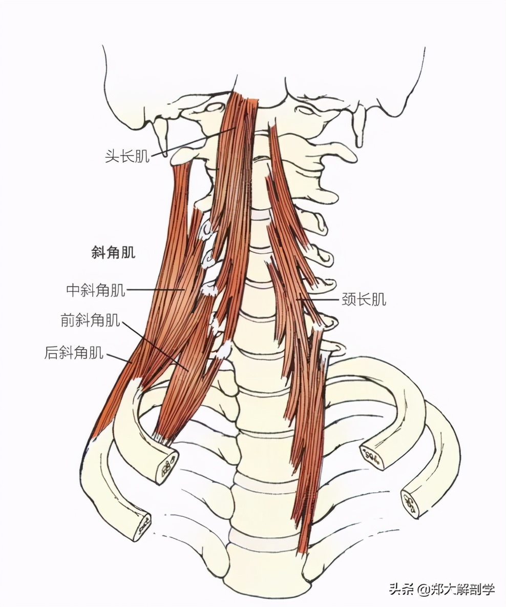 推拿颈椎手法,颈椎手法治疗立竿见影