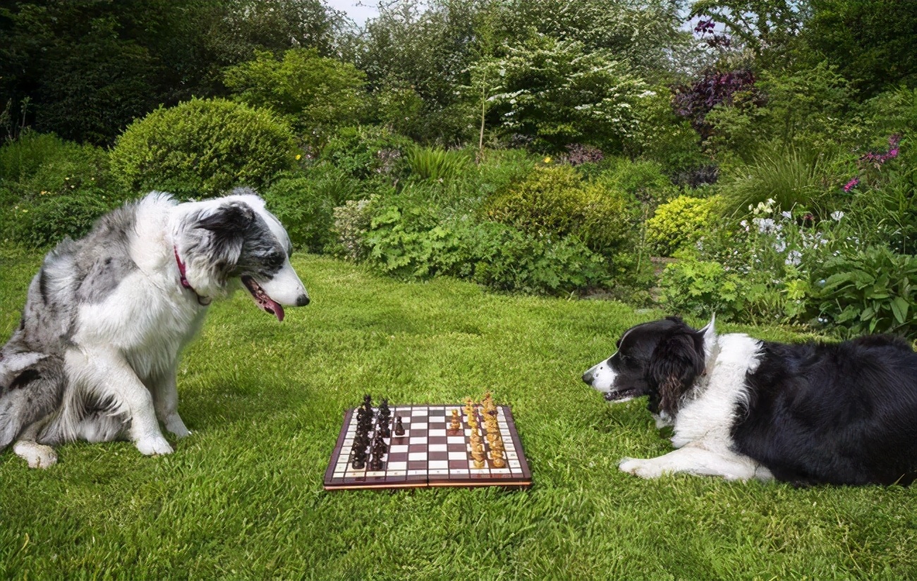 边境牧羊犬厉害吗,边境牧羊犬厉害之处