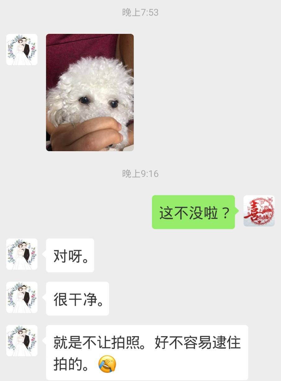 比熊有泪痕可以滴人的眼药水吗,比熊吃什么牌子狗粮能消除泪痕