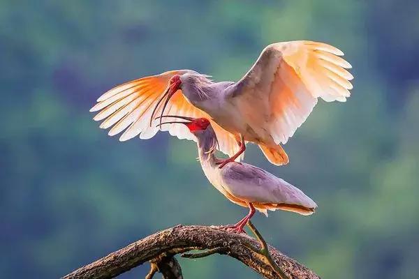 保护朱鹮,朱鹮自然保护区有利条件