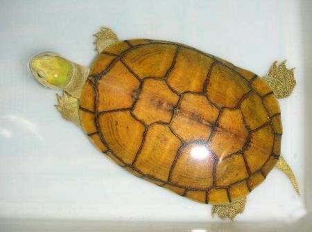 养龟入门基础知识视频,养龟知识大全集