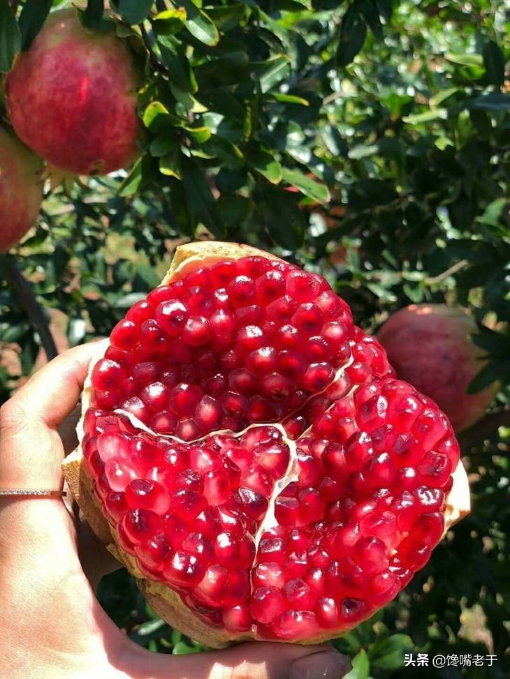 西瓜和哪些水果搭配会好吃,秋天能吃的西瓜有哪些