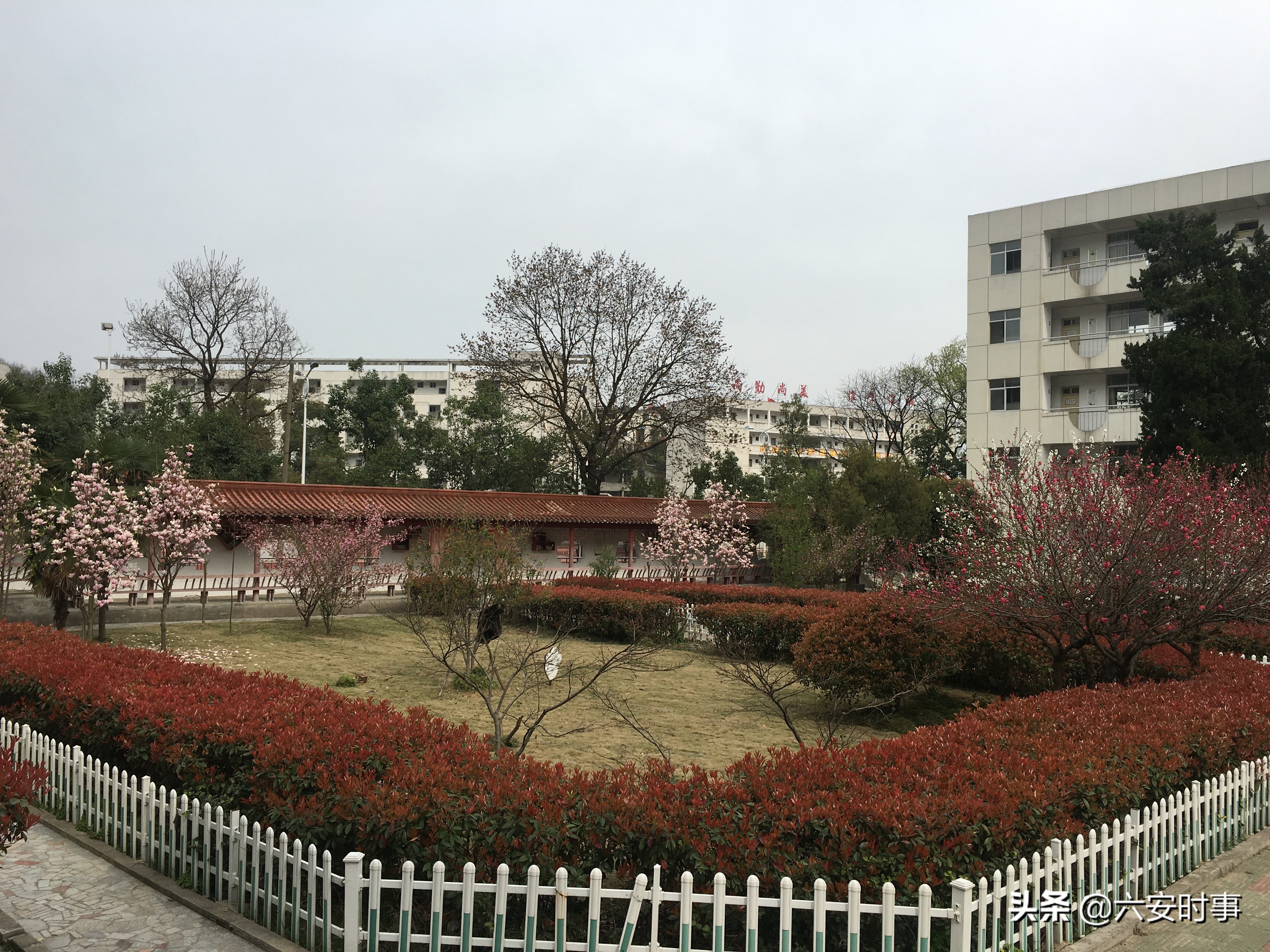 校园枝头春意浓,校园春意浓片段