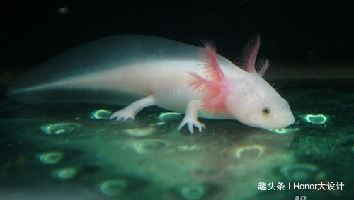 世界上最呆萌的六角恐龙,世界上最胖的六角恐龙