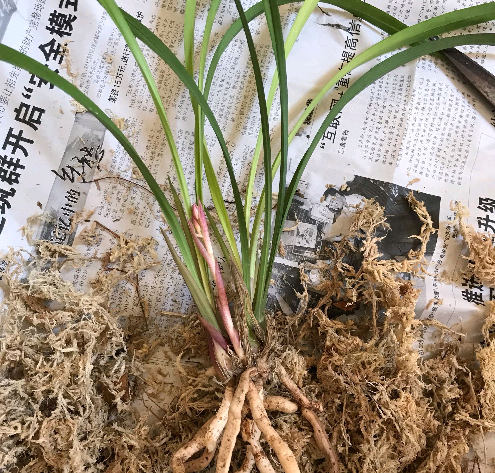 建兰艳阳红买回来怎样上盆,建兰红满天兰花什么时候长花苞