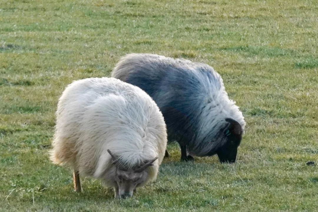 冰岛自驾追寻刺激与极光之旅,冰岛之旅突生波折