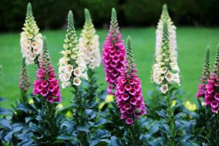 赵锁仙原创歌,赵锁仙