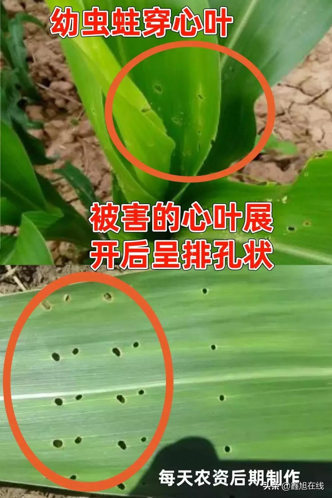 9大肉虫防治，赶紧认清