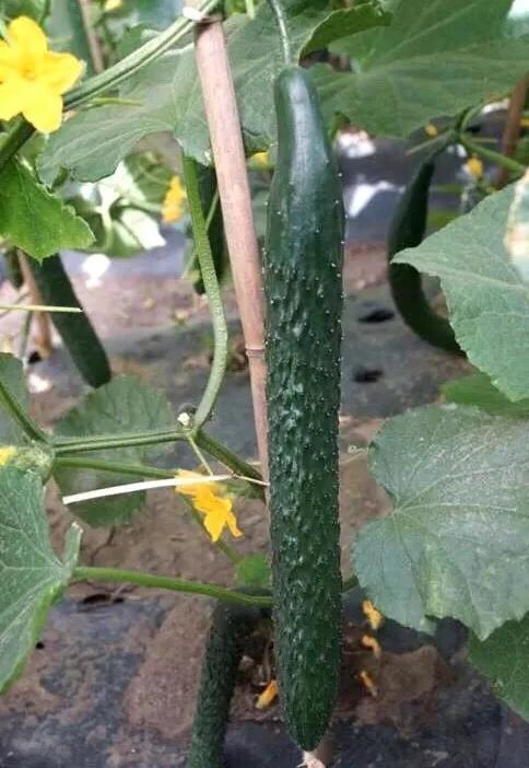 新品种黄瓜视频,黄瓜新品种大集合