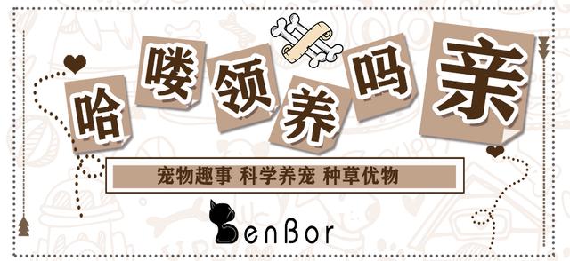 猫咪的脚毛怎么处理,猫咪脚毛为什么要剪