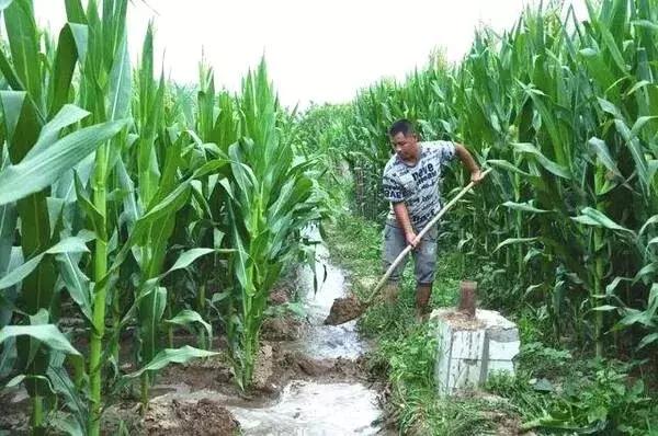 怎么防止玉米受涝害,玉米旱天断垄咋办
