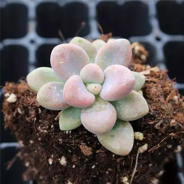 容易爆盆又好养的多肉你值得拥有,容易养好养活而且便宜的多肉