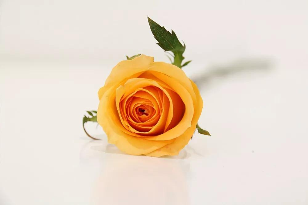 花店必备的5款玫瑰,花店常用的10款玫瑰花是哪些品种