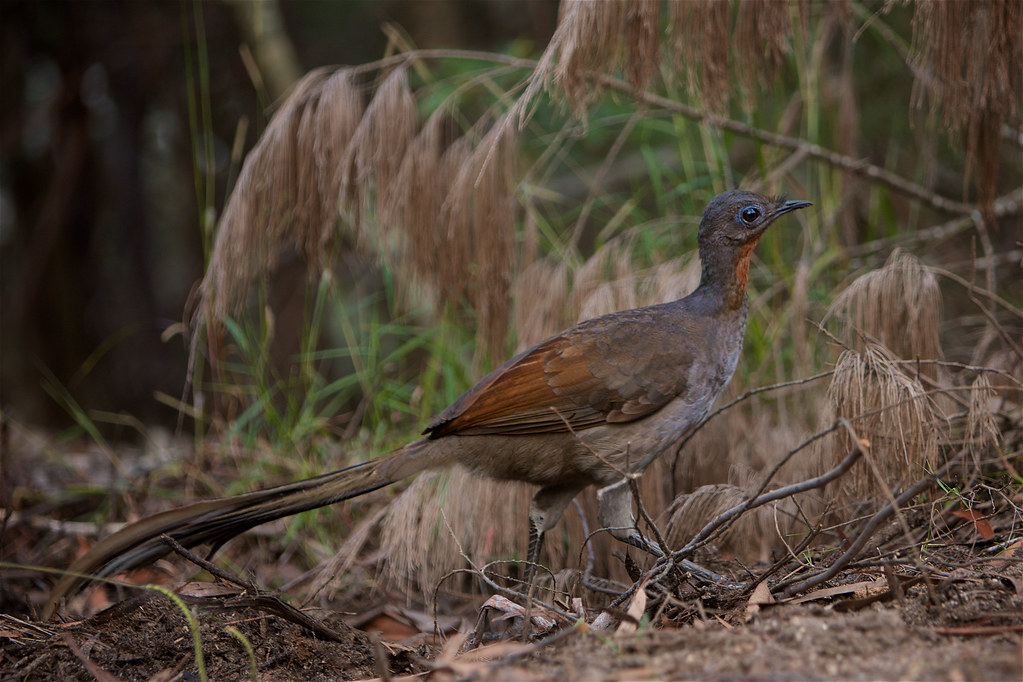 雄性琴鸟模仿叫声视频,雄琴鸟捕食者