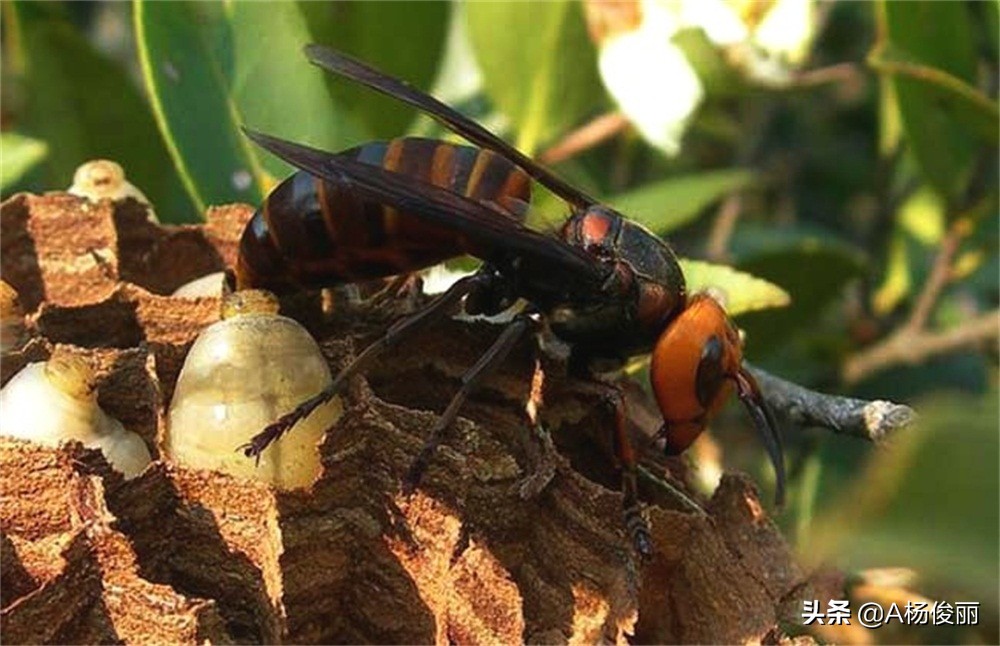 虎头蜂酒制作工艺,虎头蜂酒制作方法