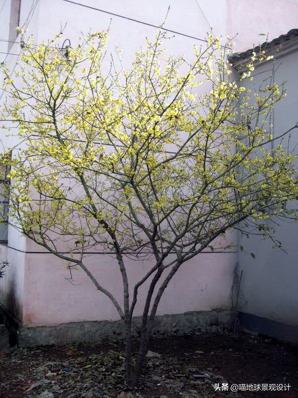 适合南方庭院种植100种花树,16种耐寒的庭院花卉植物