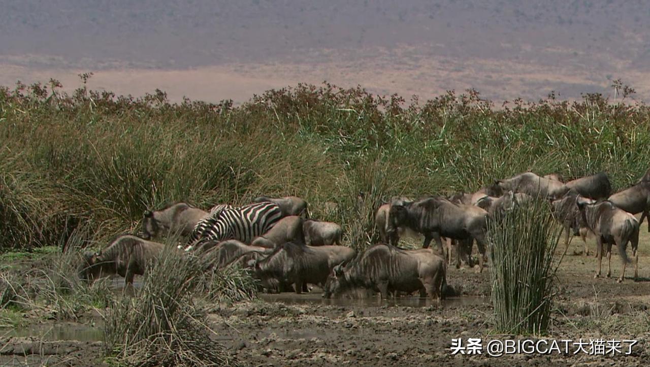 精子异常，雄狮不得不和母亲女儿交配，这个狮群深陷*亲近**繁殖困境