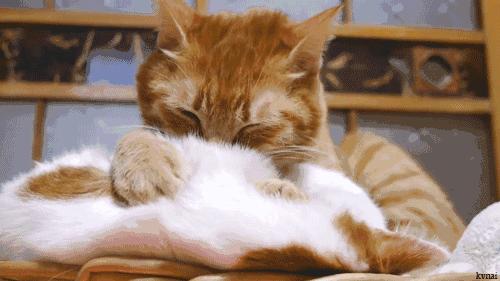 如何让猫主动去亲你,怎么让猫接受亲亲