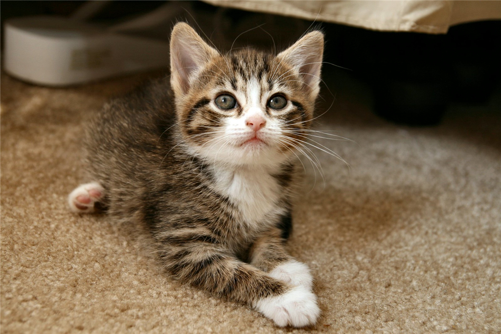 小猫咪感冒了打喷嚏能自愈吗,小猫咪感冒打喷嚏