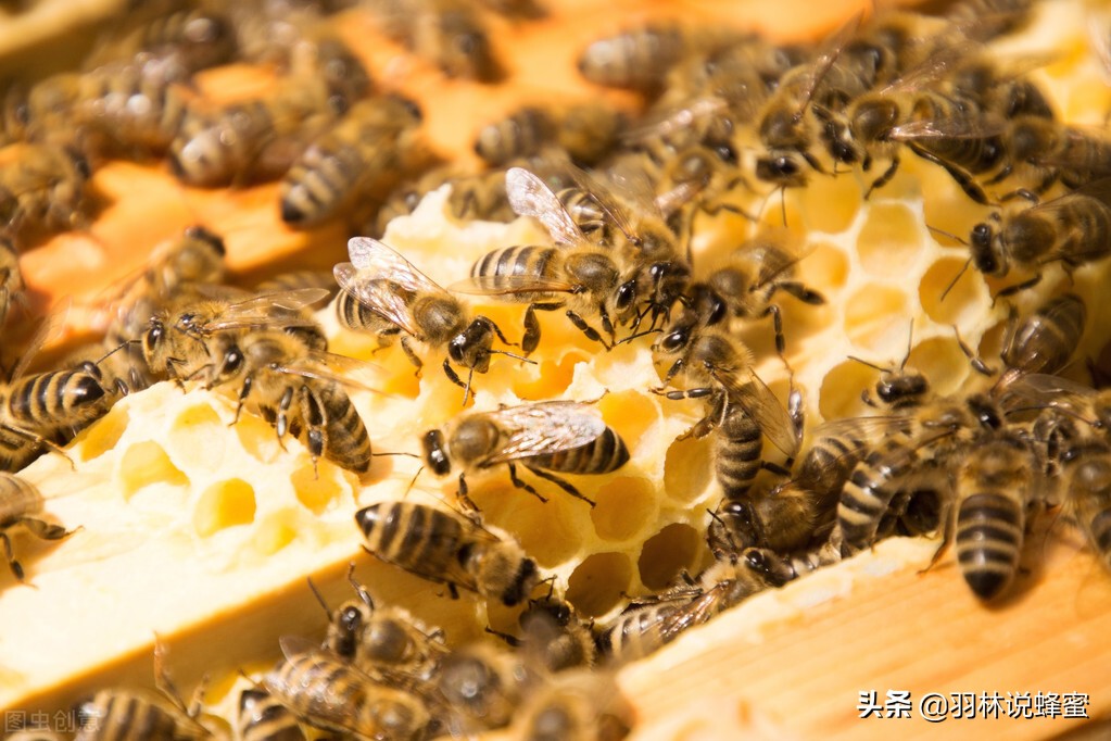 养殖蜜蜂的管理技术及要点有哪些,蜜蜂的养殖与管理知识技巧有哪些