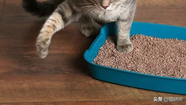 猫砂世界最重要的发明之一,为什么说猫砂是伟大的发明
