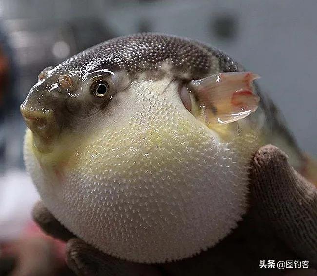 中国最好吃的4大淡水鱼,中国特别好吃的10种淡水鱼