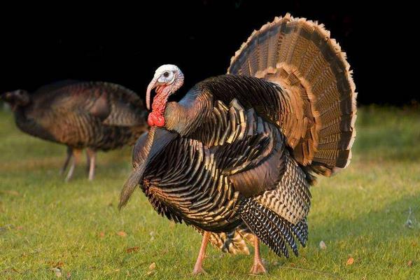 养火鸡需要办理什么手续,养火鸡应该注意些什么