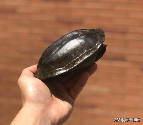 文玩要盘得好包浆请远离四大克星,盘龟壳会玉化包浆后效果视频