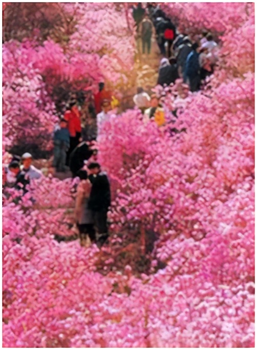 冬日青岛周边自驾推荐,青岛周边自驾游4-5天最佳路线