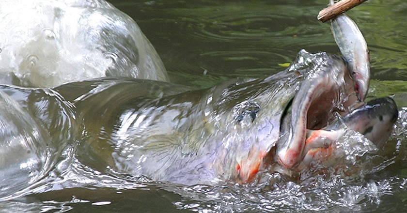 非洲巨型尼罗河鲈鱼泛滥成灾，中国吃货们表示要将其吃成回忆