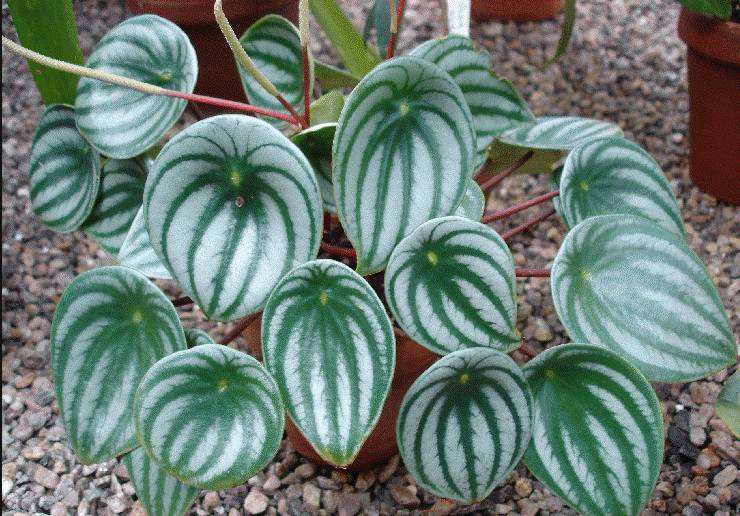 10种易养活的室内植物花,100种家庭花卉种植盆栽大全