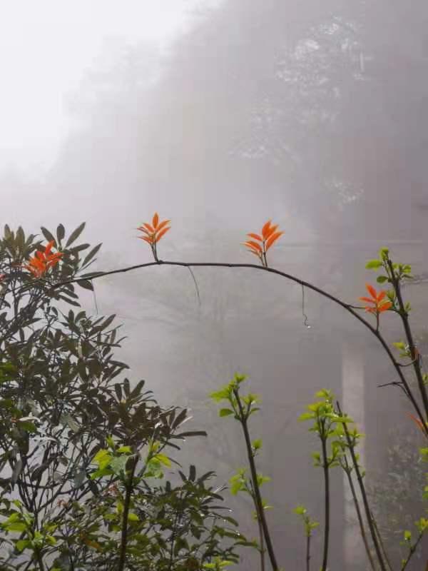 伏牛笔耕苑第263期2021.4.26